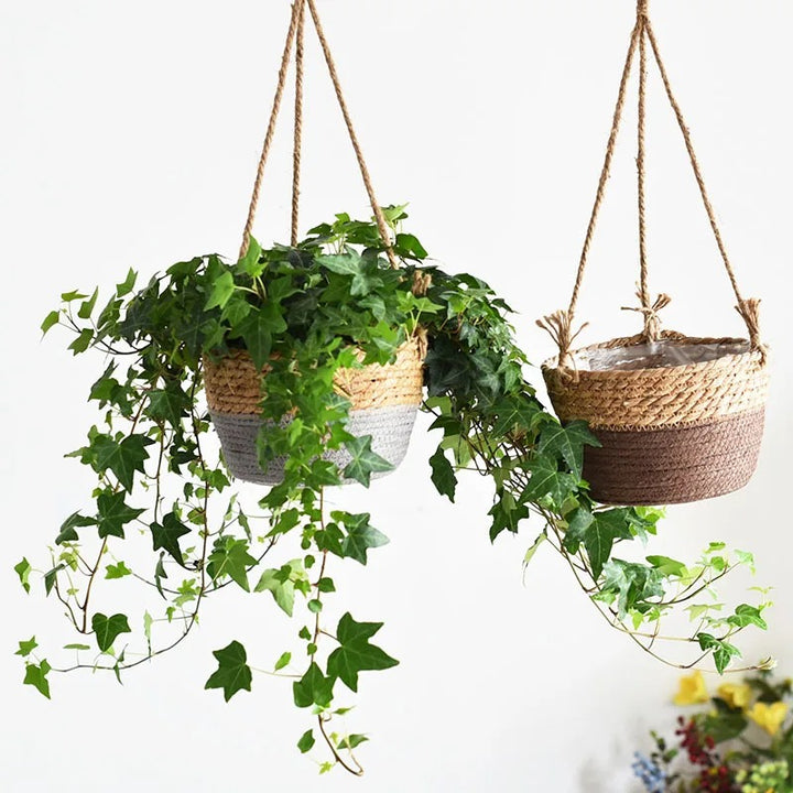 Two hanging planters with green ivy against a white background