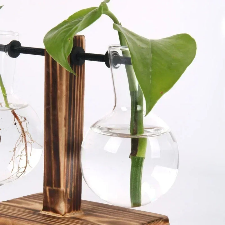Glass propagation bulb vases on rustic wood stand, featuring green pothos leaves and visible root growth
