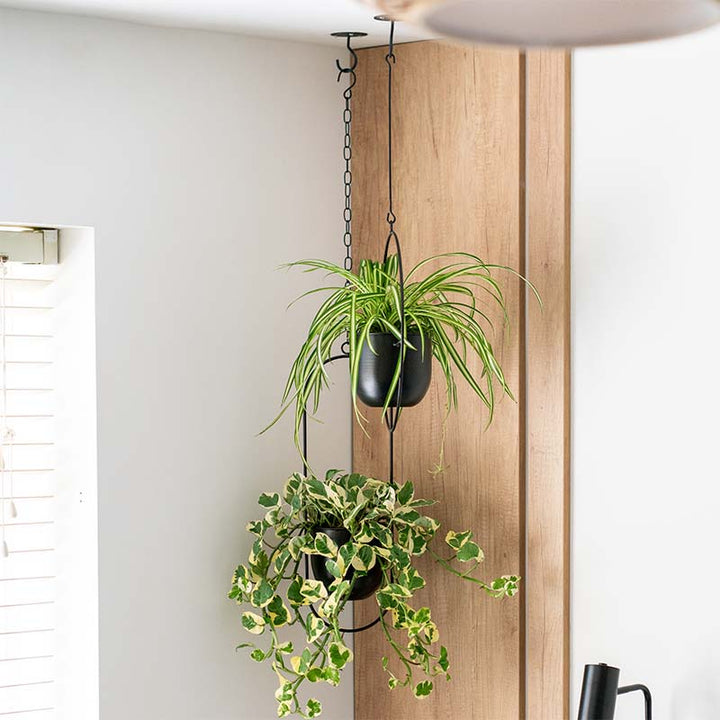 Two hanging plants in black black hanging planter on a wooden panel against a white wall.