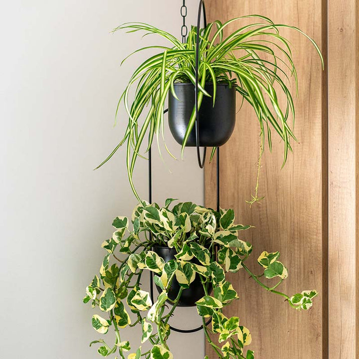 Two hanging plants in black hanging planter pots against a wooden panel and white wall.