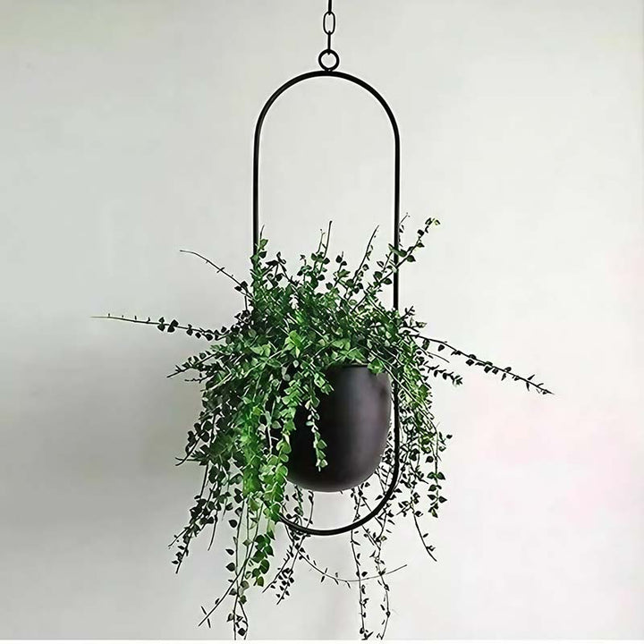 Hanging plant with a black oval pot against a white background